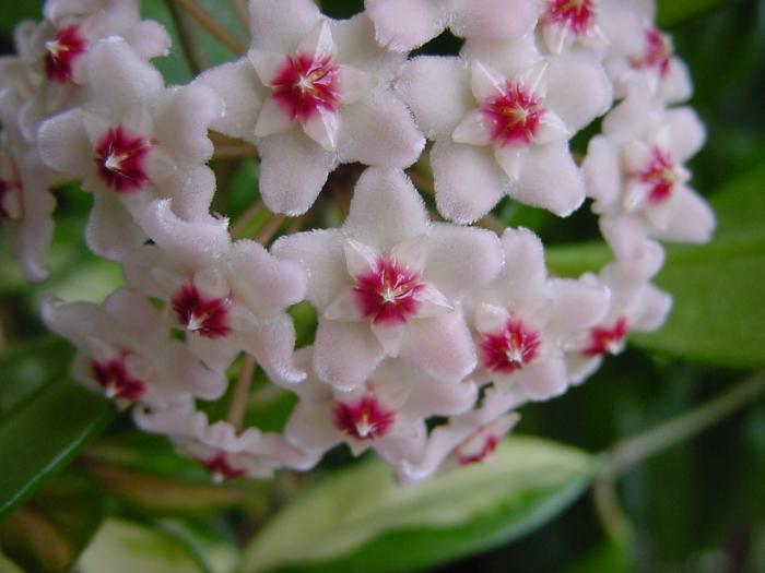 Hoya es hiedra cerosa. Mantenimiento, cuidado, trasplante