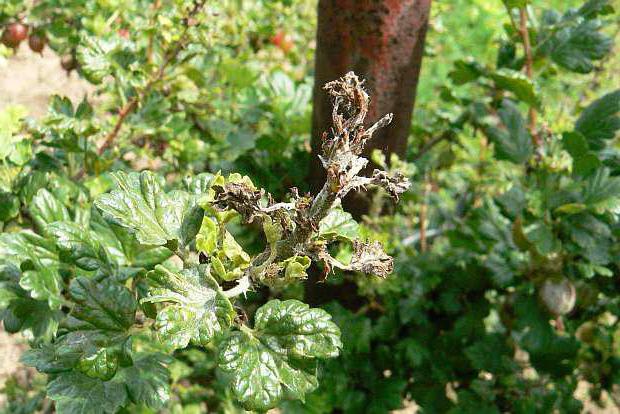 Cómo lidiar con el mildiu polvoriento en grosellas espinosas: consejos para jardineros