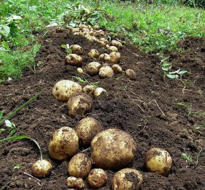 Cómo preparar patatas para plantar