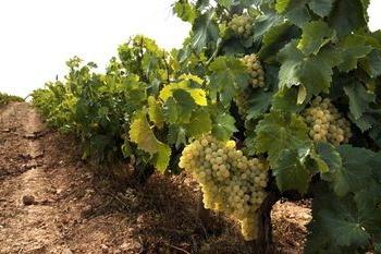 cómo plantar las uvas en otoño