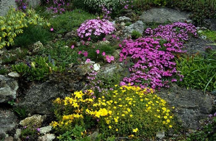 Que es mejor plantar flores para toboganes alpinos