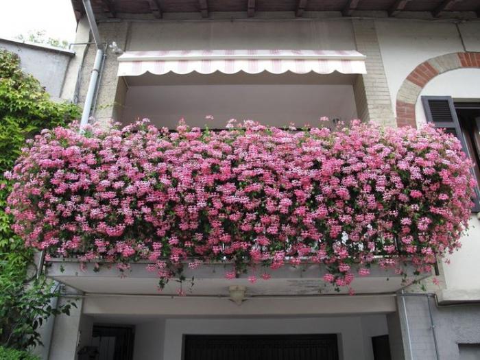 Kalachik es una flor. Cuidado, foto