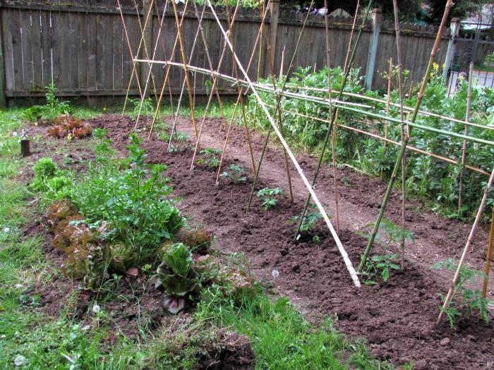 cuando se plantan tomates en campo abierto