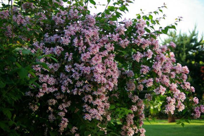 Kolkviziya encantador: plantación y cuidado