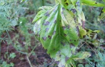 Royal Basil: plantación y cuidado de la planta