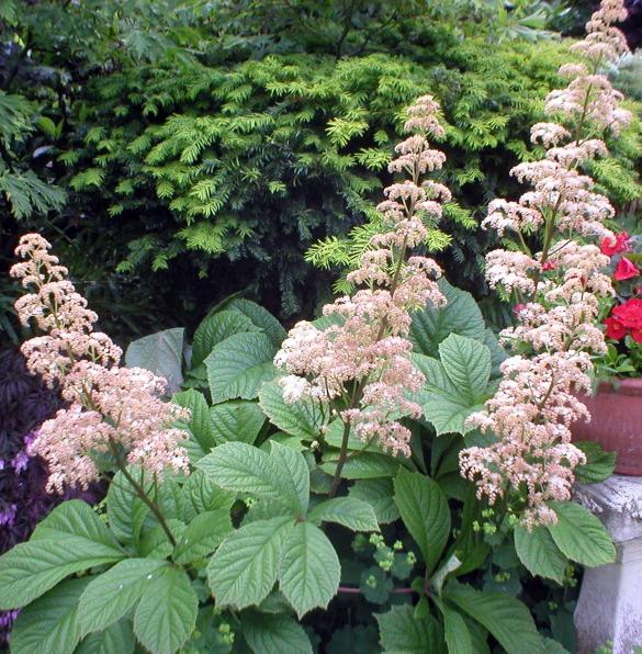 Rodgersia de hojas grandes: plantación y cuidado