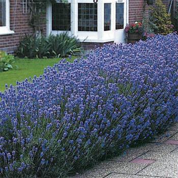 Lavanda en el jardín