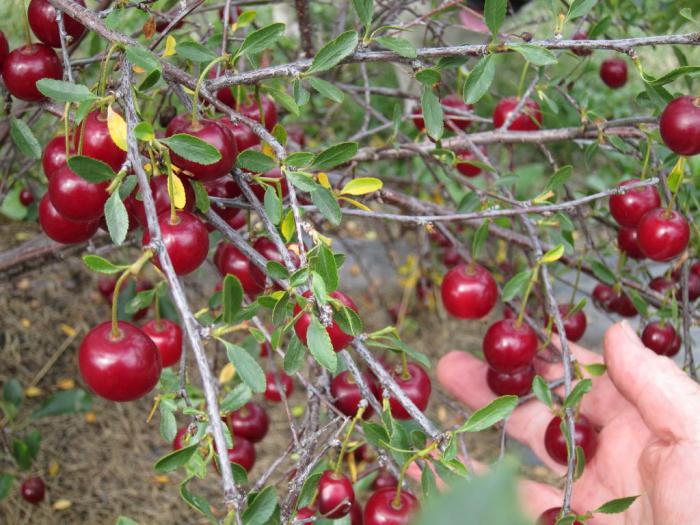 Las mejores variedades de cerezas para la región de Leningrado