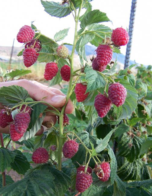 Tapa de frambuesa de Monomakh: una descripción de la variedad, características, plantación, cuidado