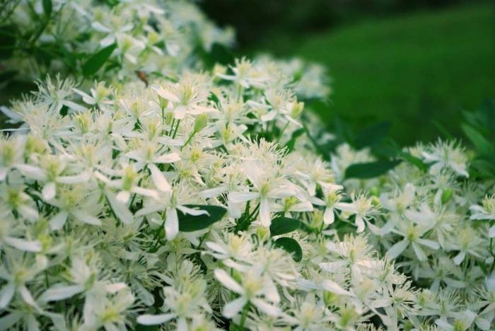 vides perennes en flor para el jardín