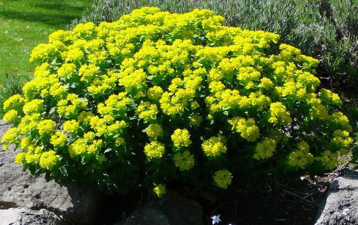 Euphorbia multicolor - una composición de jardín de acento brillante