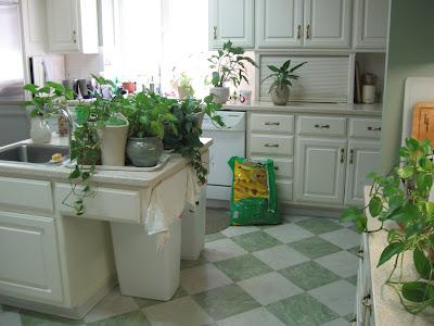 ¡Moss en la cocina es un desastre! Alimenta su basura, suciedad y agua