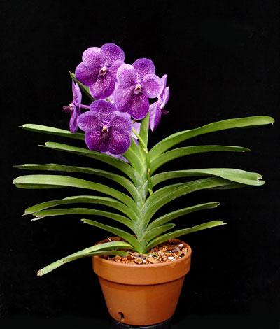 precio de orquídea vanda