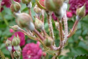 Moho polvoriento en una rosa: ¿cómo luchar?