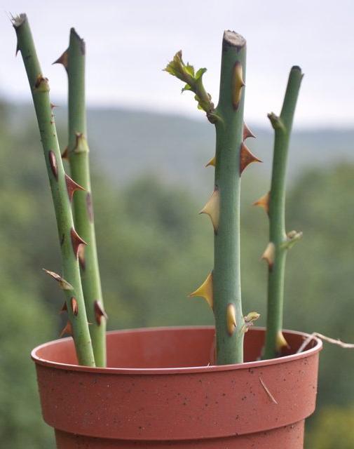 ¿Es necesario cortar rosas para el invierno? Consejos de especialistas