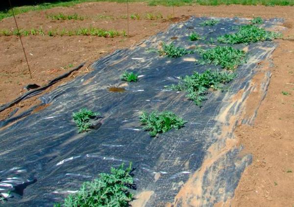 Cuándo plantar sandías