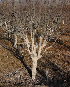 Tratamiento de árboles frutales en otoño de plagas y enfermedades