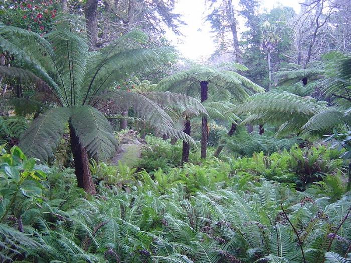 Jardín de helechos: lujoso 