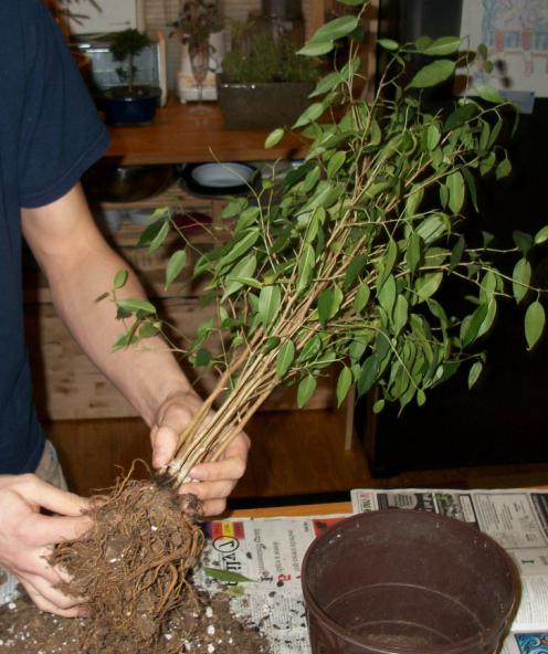 ¿Por qué razones deja caer el ficus?