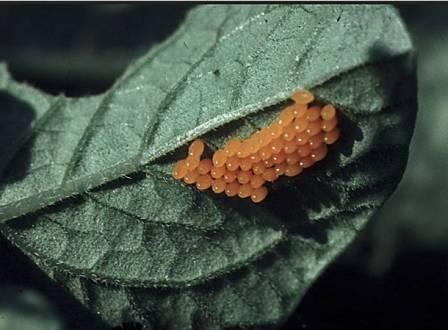 La droga del escarabajo de Colorado - un asistente eficaz en la lucha contra insectos