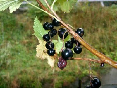 Grosella negra: cuidado de otoño para un arbusto de fruta