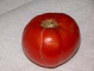 tomate camachuelo - crecido en el suelo