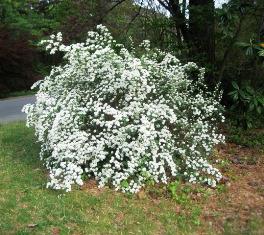 Nippon spirea es una excelente opción