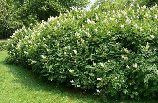 Espirales de hojas lenticulares: plantación y cuidado