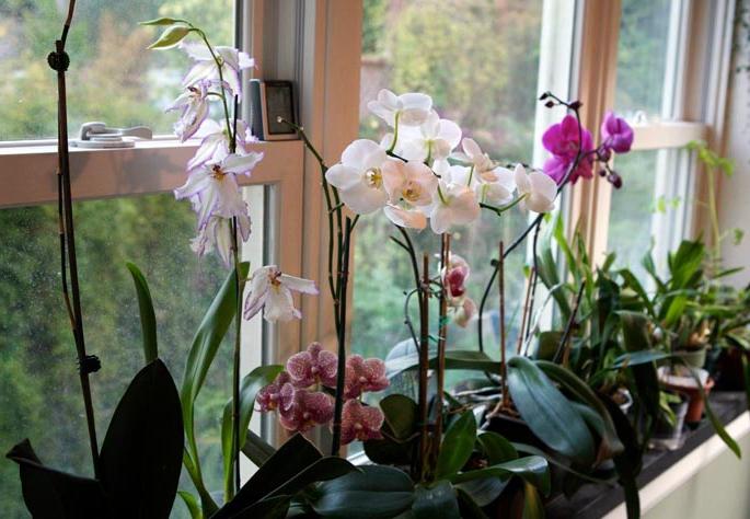 Orquídea misteriosa: creciendo en casa