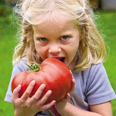 tomate carmesí gigante