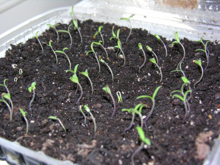 tomates en el invernadero