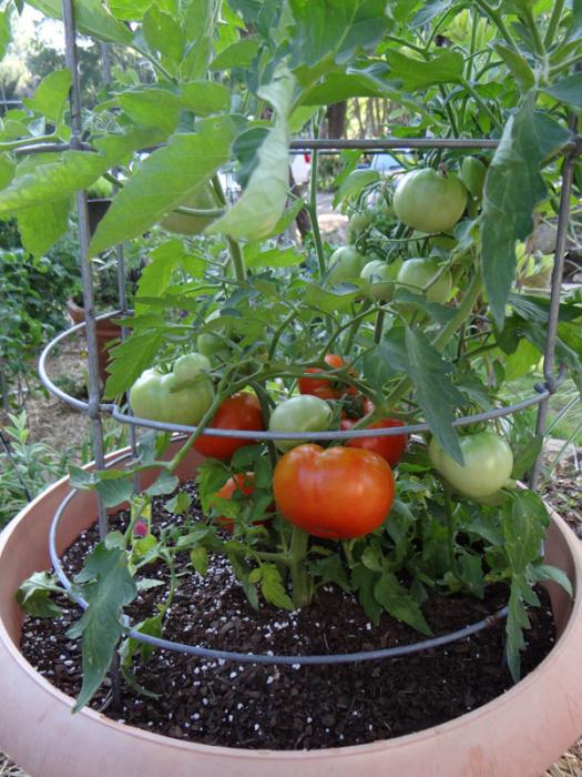 variedades de tomates para la región de Moscú