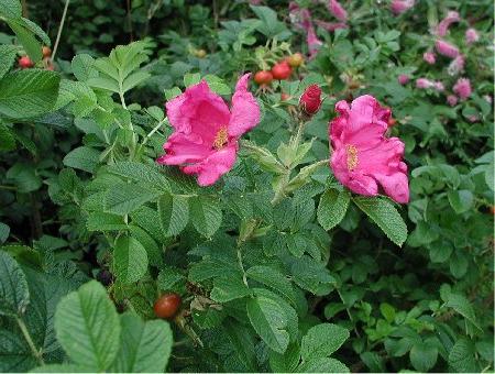 Cuidado y plantación de rosas. Recomendaciones para jardineros