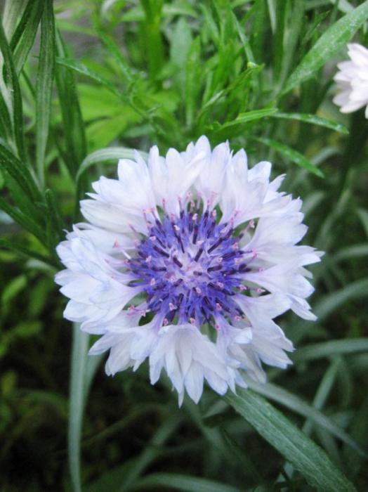 Cornflowers - una hermosa planta