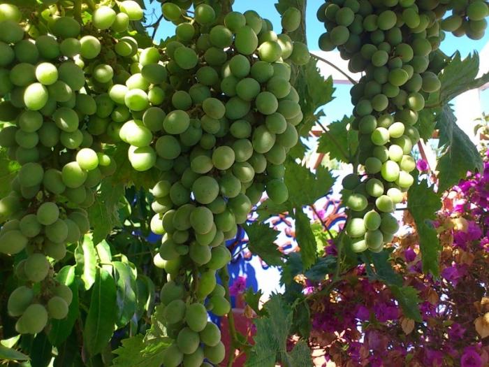 poda de uvas en verano