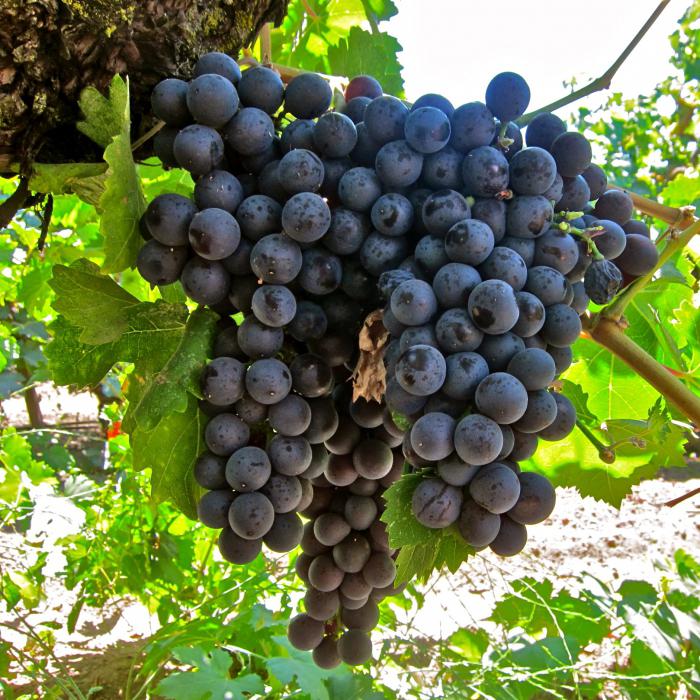 Grape Strashensky: caracterización de la variedad