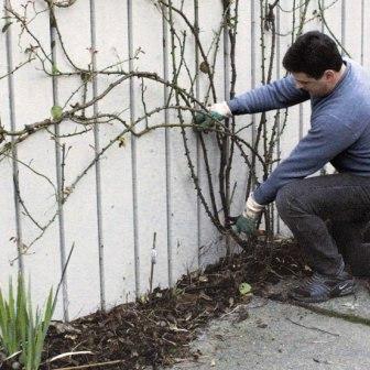 Crecimos trepando rosas. Preparación para el invierno