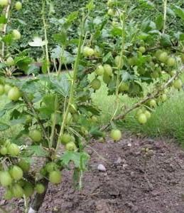 Grosella espinosa deliciosa y saludable: plantación y cuidado