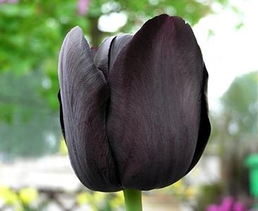 tulipanes negros imágenes