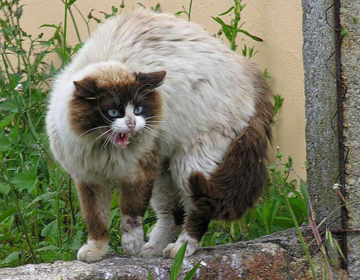 Un extraño gato entró a la casa: un letrero y una interpretación