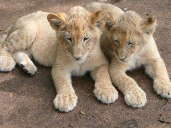 Un libro de ensueño interesante. Los leones sueñan con el éxito o el problema?