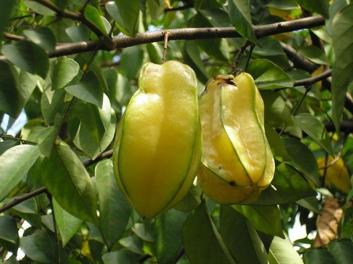 carambola