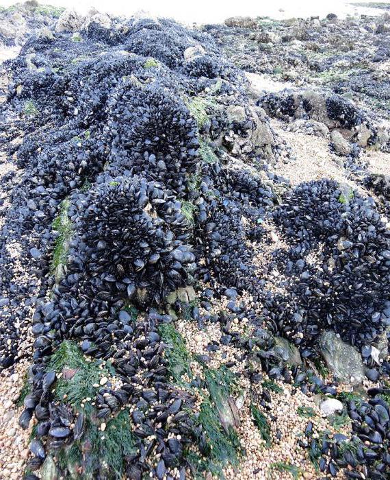 Cómo cocinar los mejillones en una concha de mar: recetas. Beneficios y daños de los mejillones