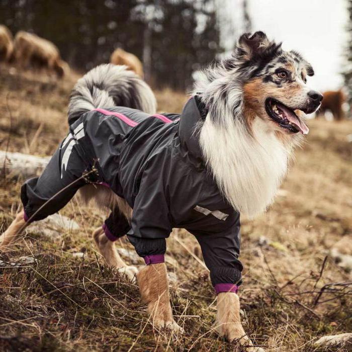 cómo tomar medidas de un perro para el mono