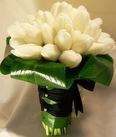 tulipanes blancos