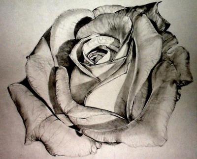 Cómo dibujar una rosa con un lápiz