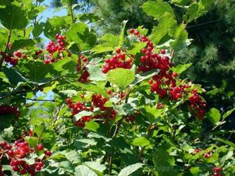 máscara para la cara con viburnum