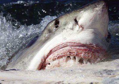 Tiburones caníbales: causas de los ataques y la geografía del hábitat. ¿Qué tiburones atacan con más frecuencia a las personas?