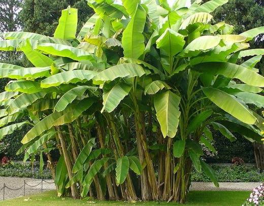 ¿El plátano es una fruta o una baya, una hierba o un árbol?