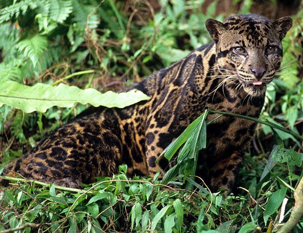 Leopardo ahumado